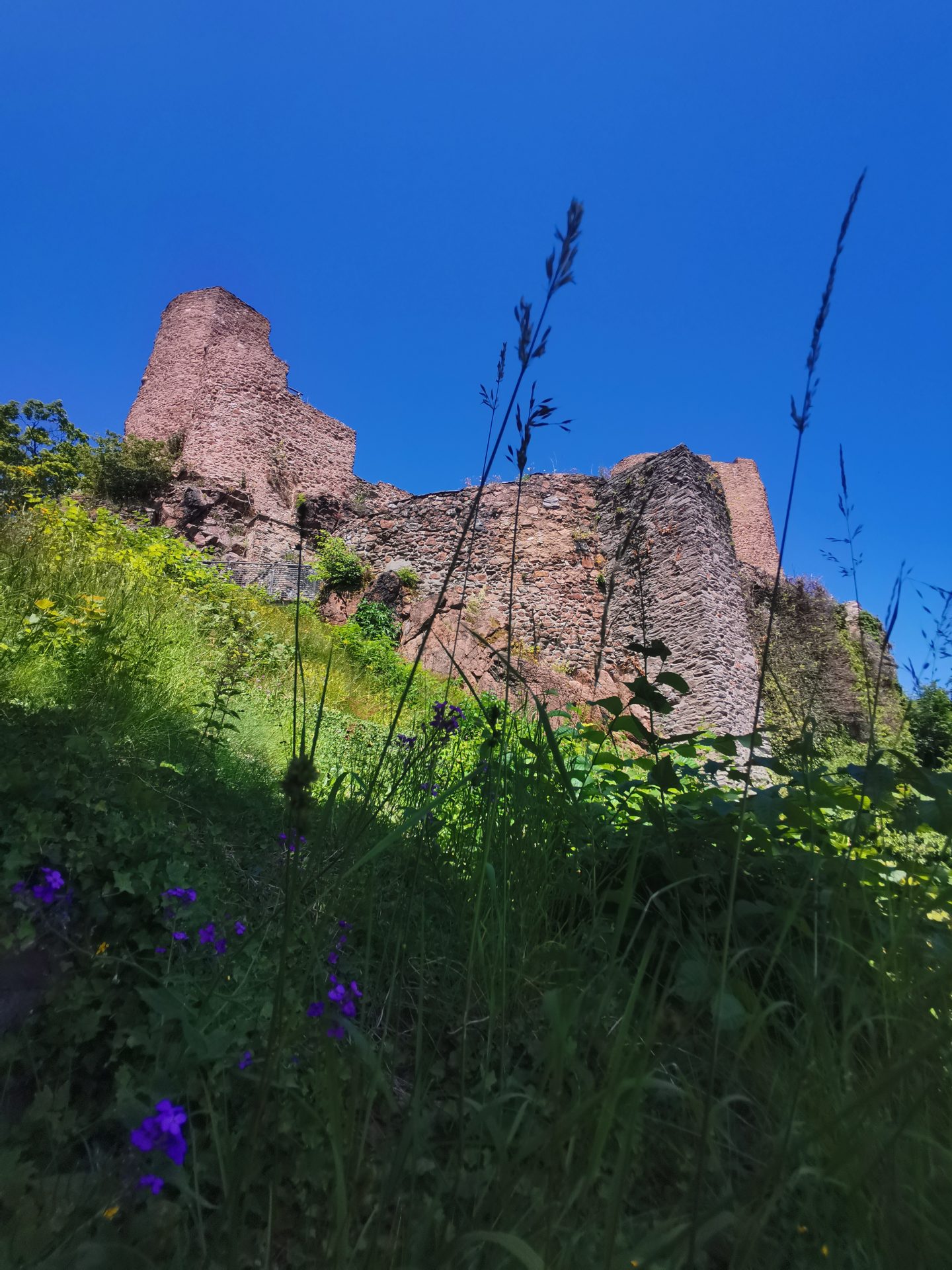 Ringmauer und Turm der Burgruine von der Böschung aus, lila Wildblumen im Vordergrund