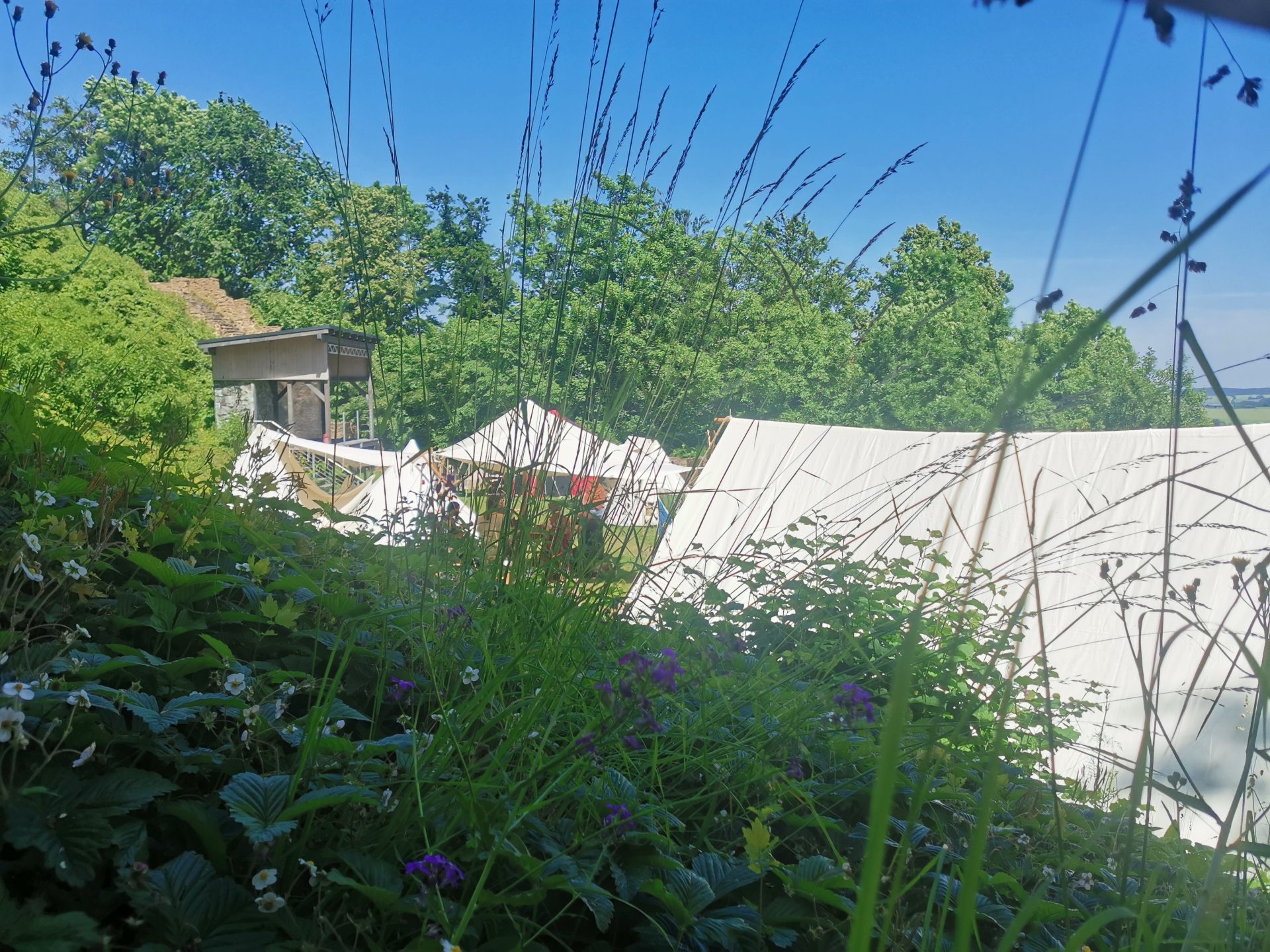 Blick durch Sträucher und Wildblumen auf die Lagerzelte des Mittelalterlagers